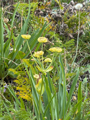 Bupleurum stellatum, photograph (c) Codrin Bucur, some rights reserved (CC BY)