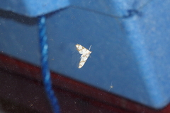 Cirrhochrista kosemponialis