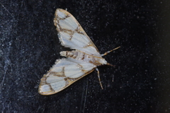 Cirrhochrista kosemponialis