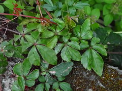 Tetrastigma obtectum