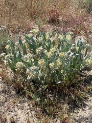 Asclepias vestita