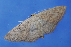 Scopula personata
