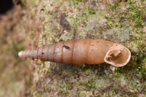 Cochlodina comensis observed 2026-07-19