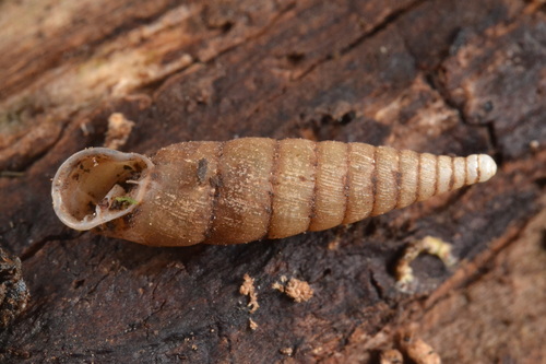 Cochlodina comensis observed 2026-07-19