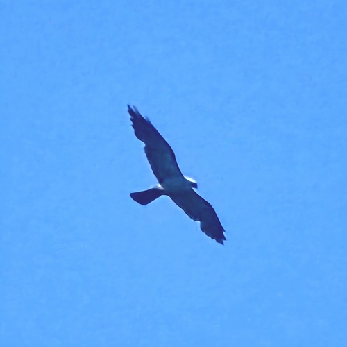Mississippi Kite