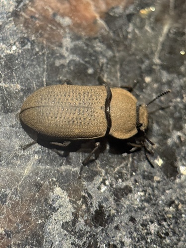 Gonocephalum dorsogranosum
