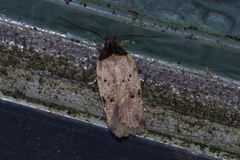 Psorosticha melanocrepida