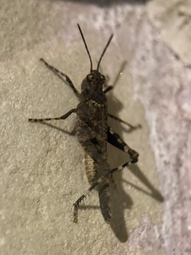 Carinate Locust