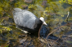 Fulica atra