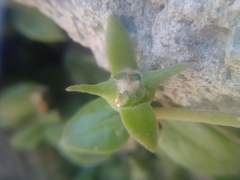 Mesembryanthemum cordifolium