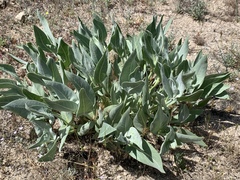 Asclepias vestita