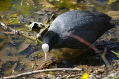 Fulica atra