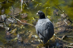 Fulica atra