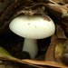 Russula albidula - Photo (c) Jason Hollinger, some rights reserved (CC BY)