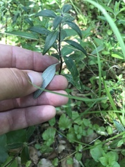 Monardella hypoleuca hypoleuca