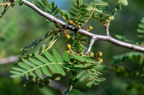 Bursera copallifera, photograph 2