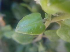 Mesembryanthemum cordifolium