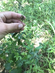 Monardella hypoleuca hypoleuca
