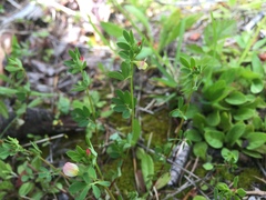 Acmispon parviflorus