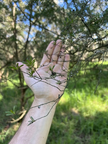 Kunzea leptospermoides, photograph 1