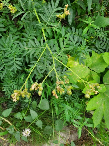 Polemonium foliosissimum, photograph 3