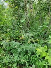 Polemonium foliosissimum, photograph author not stated, no rights reserved