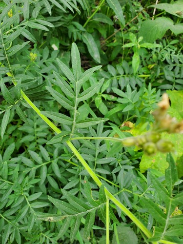 Polemonium foliosissimum, photograph 5