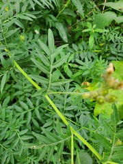 Polemonium foliosissimum, photograph author not stated, no rights reserved