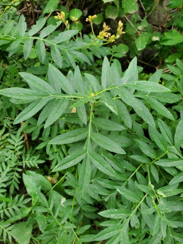 Polemonium foliosissimum, photograph 6