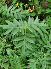 Polemonium foliosissimum, photograph author not stated, no rights reserved