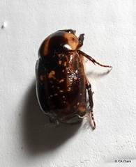 Parastasia nigriceps