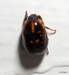 Parastasia nigriceps