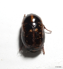 Parastasia nigriceps