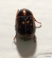 Parastasia nigriceps