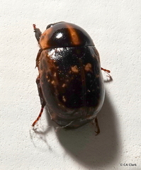 Parastasia nigriceps