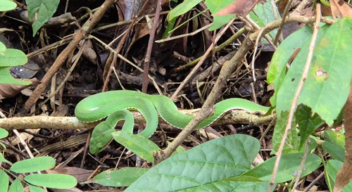 Lanna Green Pitviper