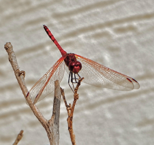 Red-veined Dropwing