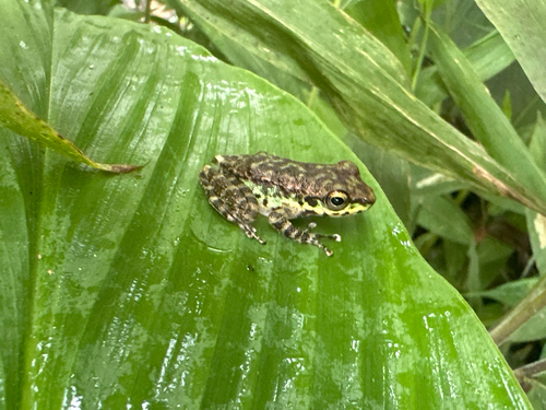 Amolops marmoratus observed 2026-08-02