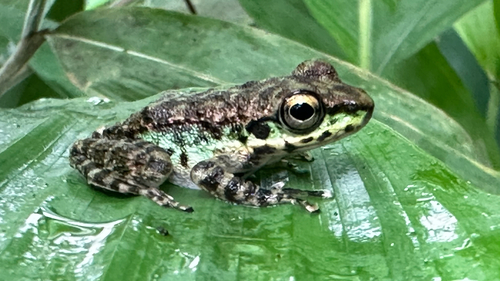 Amolops marmoratus observed 2026-08-02