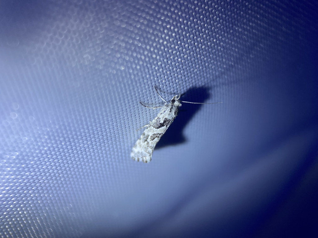 Araeolepia subfasciella