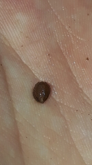 Helobdella