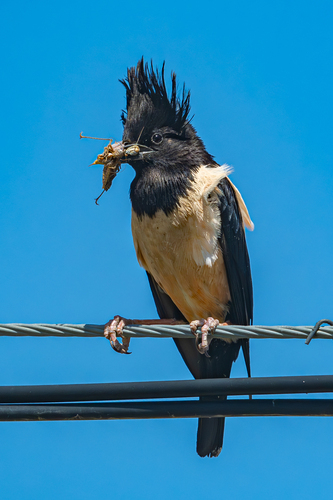 Rosy Starling