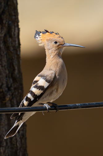 Common Hoopoe