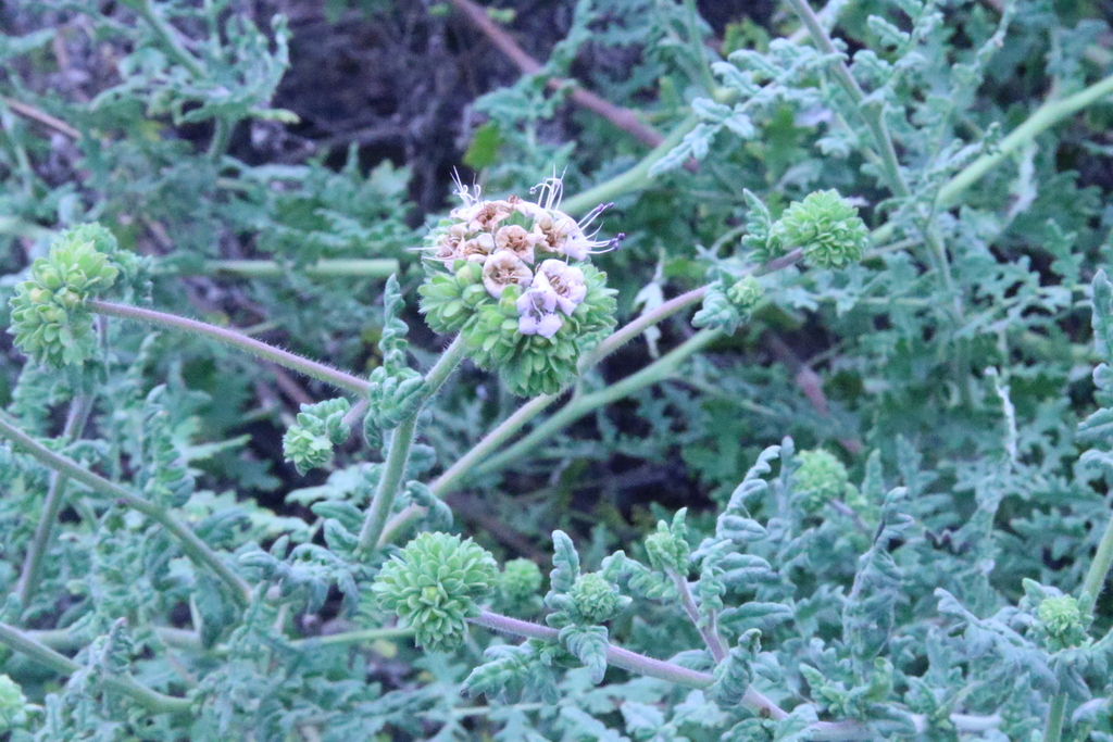 Phacelia ramosissima; photograph (c) lazarus, some rights reserved (CC BY)