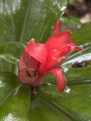 Costus pulverulentus