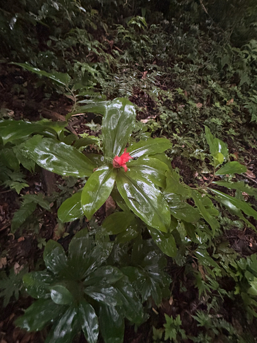 Costus pulverulentus, photograph 2