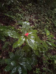 Costus pulverulentus, photograph (c) reagan peschke, some rights reserved (CC BY)