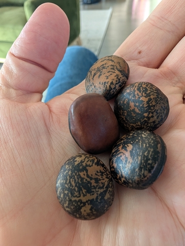Mucuna gigantea observed 2026-08-04