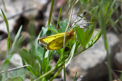 Colias philodice eriphyle
