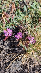 Saponaria sicula, photograph (c) Leonardo Rapisarda, some rights reserved (CC BY)
